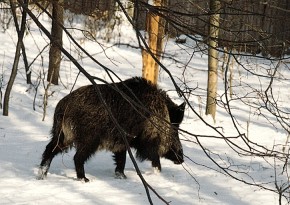 Zimujące pod ziemią części roślin stanowią bardzo istotny składnik zimowej diety dzika (Sus scrofa)