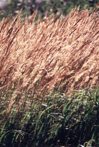 Łany trzcinnika piaskowego (Calamagrostis epigejos) są niewątpliwą ozdobą krajobrazu