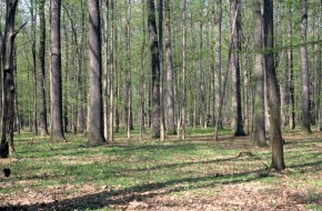 Grądy odrzańskie są licznie zamieszkiwane przez raniuszki