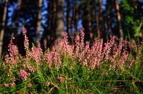 Okazałe, gęste wrzosy występują głównie w miejscach nasłonecznionych, zwłaszcza w suchych borach sosnowych