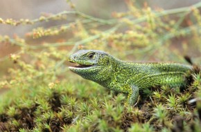 Nietypowo ubarwiona jaszczurka zwinka, przypominająca jaszczurkę zieloną (Bieszczady)