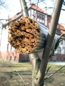 Prostą i łatwą do wykonania konstrukcją są pęczki trzciny lub innych pustych w środku łodyg; dla zabezpieczenia przed opadami warto je umieścić wewnątrz obciętych plastikowych butelek. Najlepiej zawiesić je w miejscu nasłonecznionym.