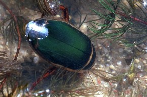 Pływak najpierw pobiera powietrze tylną częścią ciała, potem gromadzi jego zapas pod pokrywami