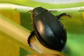 Samica topienia (Cybister lateralimarginalis)