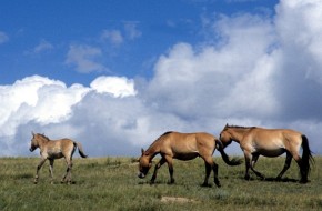 Źrebięta rodzą się późną zimą i wczesną wiosną. Wtedy, poza surowym klimatem, czyha na nie jeszcze inne poważne zagrożenie – wilki. Nie jest to jednak czynnik w istotnym stopniu wpływający na liczebność dzikich takhi. Ich populacja stale rośnie.