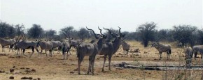 Majestatyczna antylopa kudu (Tragelaphus strepsicerosi) ma długie kręcone rogi. Oryksy południowe (Oryx gazella gazella) są nieco mniejsze, mają proste, ostro zakończone rogi. Uchwycić w jednym kadrze oba te gatunki to jak wygrać w totolotka!