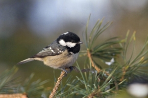 Sosnówka (Parus ater)