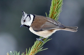 Czubatka (Parus cristatus)