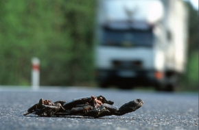 Wędrówki są niebezpieczne dla niezgrabnych na lądzie żółwi