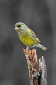 Dzwoniec (Carduelis chloris)