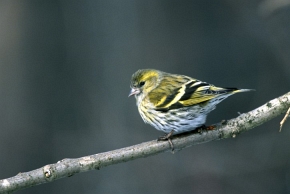 Czyż (Carduelis spinus)