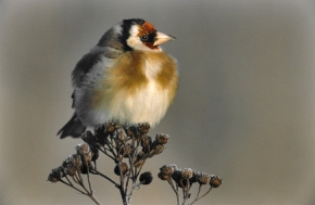 Szczygieł (Carduelis carduelis)