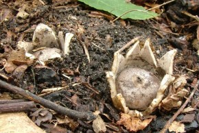 Gwiazdosz koronowaty (Geastrum coronatum) – jeden z chronionych gatunków, których identyfikacja jest trudna i wymaga dużej umiejętności obserwacji cech