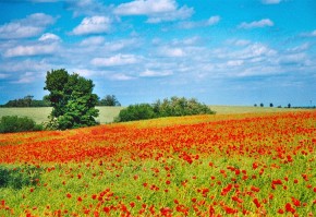 Taki krajobraz można zobaczyć jeszcze m.in. na Mazurach