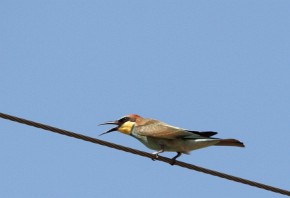 Pięknie ubarwiona żołna (Merops apiaster) jest ptakiem często spotykanym w Albanii