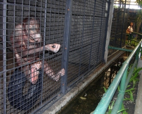 Orangutan żebrzący o łakocie u odwiedzających zwierzyniec na 7 i 8 piętrze domu towarowego w Bangkoku, w Tajlandii