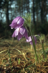 Sasanka otwarta jest gatunkiem, dla którego wyznacza się obszary Natura 2000