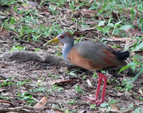 Chruścielak szaroszyi to bliski krewniak naszego rodzimego wodnika (Rallus aquaticus)