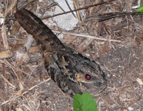 Lelkowiec białoszyi spokrewniony jest z naszym lelkiem (Caprimulgus europaeus)