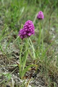 Anacamptis piramidalis to stosunkowo niewielki przedstawiciel storczykowatych, dorasta do pół metra wysokości