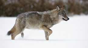 Wilki potrafią w ciągu jednej doby przebyć ponad 60 km – są bardzo wytrwałymi wędrowcami