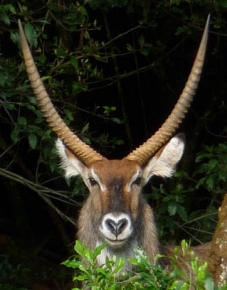 Kob Defassa (Kobus ellipsiprymnus defassa) – dorosły samiec