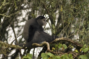 Koczkodan czarnosiwy (Cercopithecus mitis)