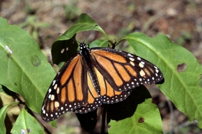 Monarch w pełnej krasie