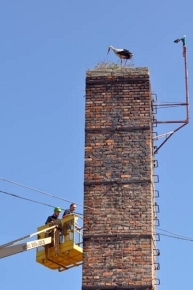 Dzięki kamerze zainstalowanej przy gnieździe można śledzić życie rodzinne bocianów mieszkających na wysokim kominie