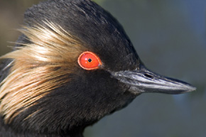 Dolina Baryczy jest jedną z najważniejszych w Polsce ostoi lęgowych dla perkoza zausznika (Podiceps nigricollis)