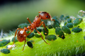 Mrówka wścieklica Myrmica sp. – ulubiony przysmak Zodariona