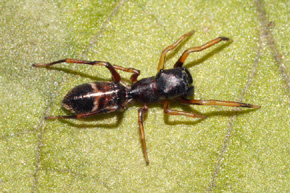 Mrówczynka (Myrmarachne formicaria), samica. Jeden z najdoskonalszych przykładów upodobnienia się pająka do mrówek.