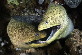 Para muren (Gymnothorax javanicus) w zmysłowym tańcu głów podczas nocnych zabaw