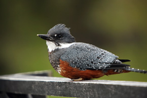 Rybaczek obrożny (Megaceryle torquata stellata) – głośny bywalec portów i zacisznych zatok Ziemi Ognistej