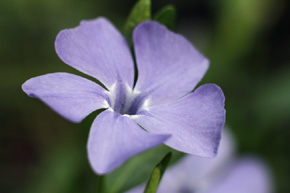 Postulat, by zalegalizować powszechne uprawy niektórych gatunków chronionych, np. barwinka pospolitego (Vinca minor), są słuszne. Ale nowe zapisy ustawowe mające to realizować wymagają głębokiej korekty.