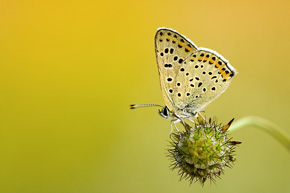 Warto szukać owada siedzącego na ciekawej roślinie. Czerwończyk uroczek (Lycaena tityrus)