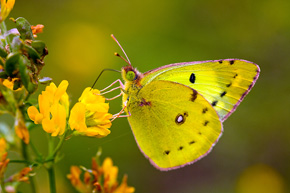 Zbliżenie makro, pozwala pokazać „owłosione” nogi i głowę owada. Szlaczkoń siarecznik (Colias hyale)