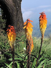 Trytomy (Kniphofia sp.) − klejnoty Gór Simien