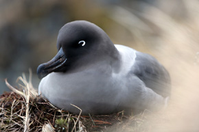 Albatros ciemnogłowy (Phoebetria palpebrata) w swym gnieździe na stromym klifie