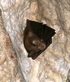 Podkowiec duży (Rhinolophus ferrumequinum) w Polsce obserwowany był do tej pory tylko kilkukrotnie. Na Krecie jest gatunkiem stosunkowo pospolitym. Uczestnicy spotkania EUROBATS natrafili na kilka osobników podczas wycieczki poprzedzającej obrady