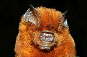 Płatkonos afrykański (Hipposideros ruber)