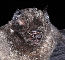 Płatkonos wspaniały (Hipposideros beatus)