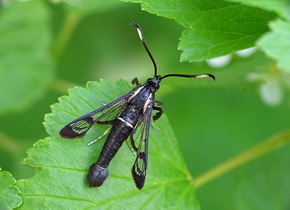 Samiec przeziernika olchowca (Synanthedon spheciformis)