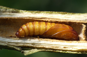 Poczwarka przeziernika topolowca (Paranthrene tabaniformis) w pędzie topoli