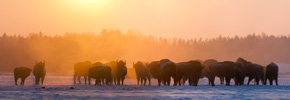 Oddechy żubrów przy dużym mrozie utworzyły mgłę. Białowieski Park Narodowy