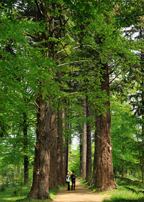 Aleja daglezjowa – arboretum Nadleśnictwa Karnieszewice