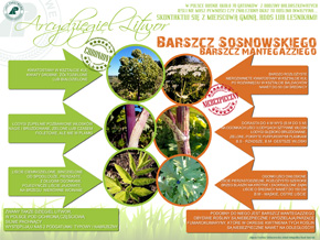 Infografika - arcydzięgiel litwor kontra barszcz Sosnowskiego