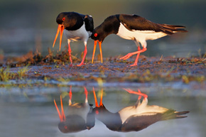 Ostrygojady (Haematopus ostralegus) to wcale nieczęsty przykład ptaków, które wspólnie i długo opiekują się potomstwem, a poza tym tworzą stały związek przez wiele lat