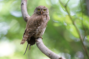 Sóweczka (Glaucidium passerinum). Fot. Romuald Mikusek