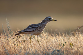 Kulon (Burhinus oedicnemus). Fot. Grzegorz Leśniewski